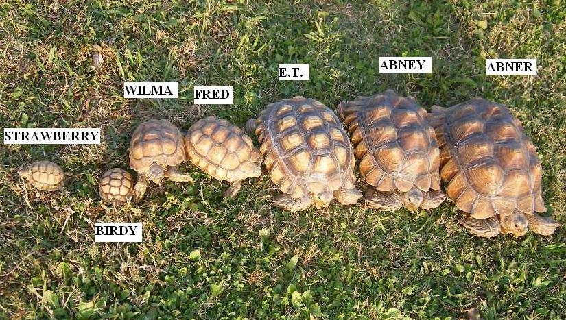 Our Sulcatas and their names