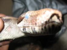 blue eyes