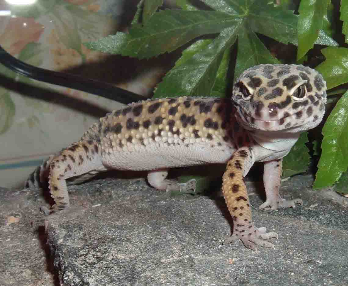 Hi