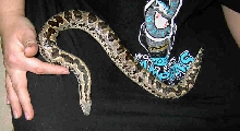 Dune-Rough Scale Sand Boa