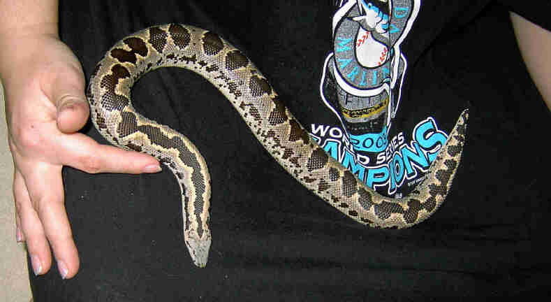 Dune-Rough Scale Sand Boa