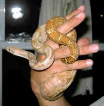 Bello-Hog Island Boa
