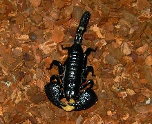 Scorpion