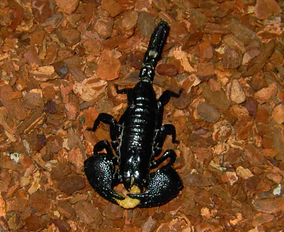Scorpion