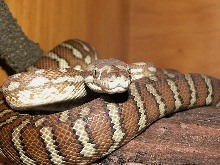 bredli
