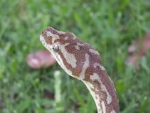 bredli