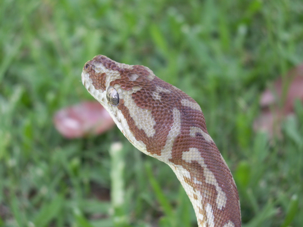 bredli