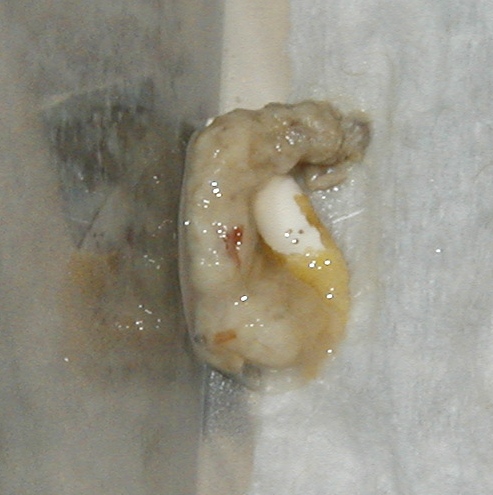 Odd dwarf leo poop