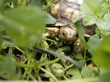 Eating the Clover Jungle