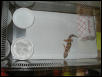hatchling box