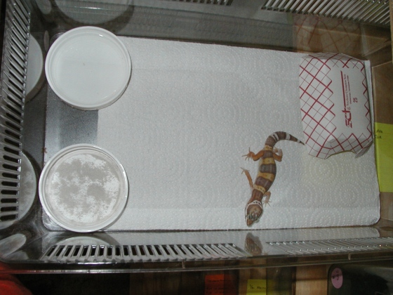 hatchling box