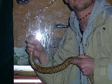 V. ammodytes meridionalis female