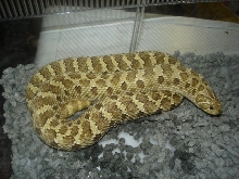 Hognose Female