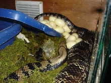 FWCheggs1