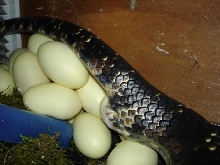 FWCheggs