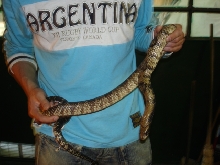 FWC male