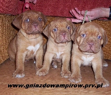 Puppies from kennel "z Gniazda Wampirow "