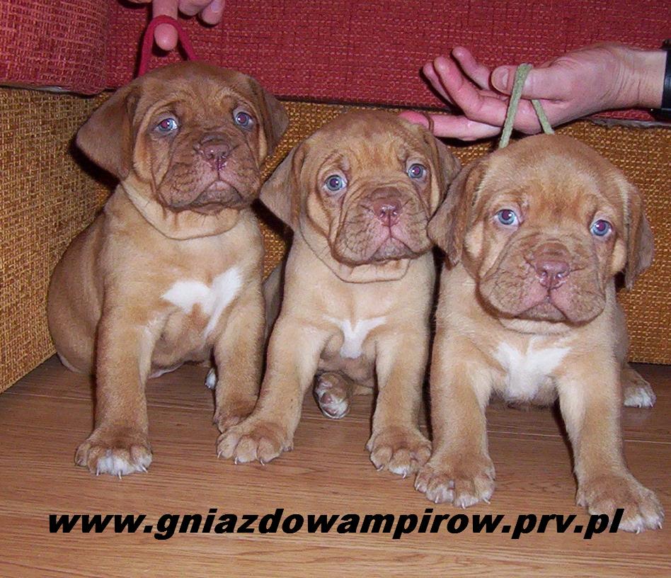 Puppies from kennel "z Gniazda Wampirow "