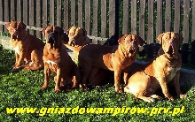 Our Dogues