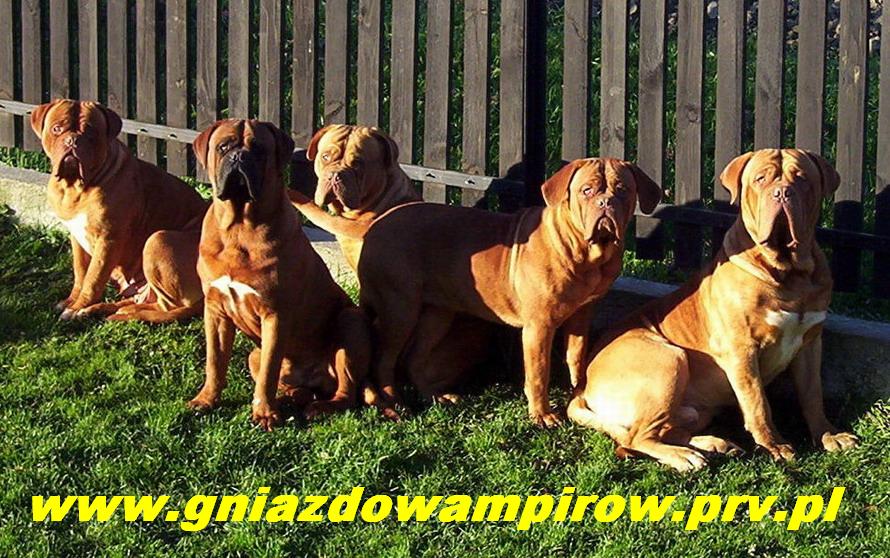 Our Dogues