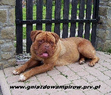 Polish Kennel