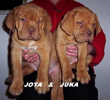 Our puppies