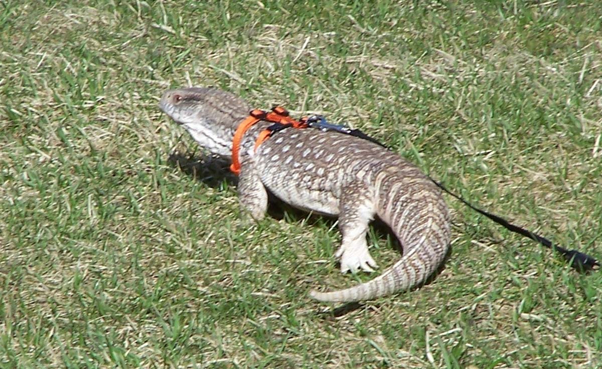 Loki's first day outside this year