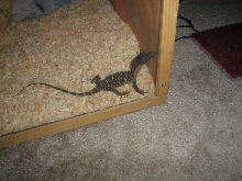 He's just a little guy.