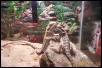 Dragon Kiss