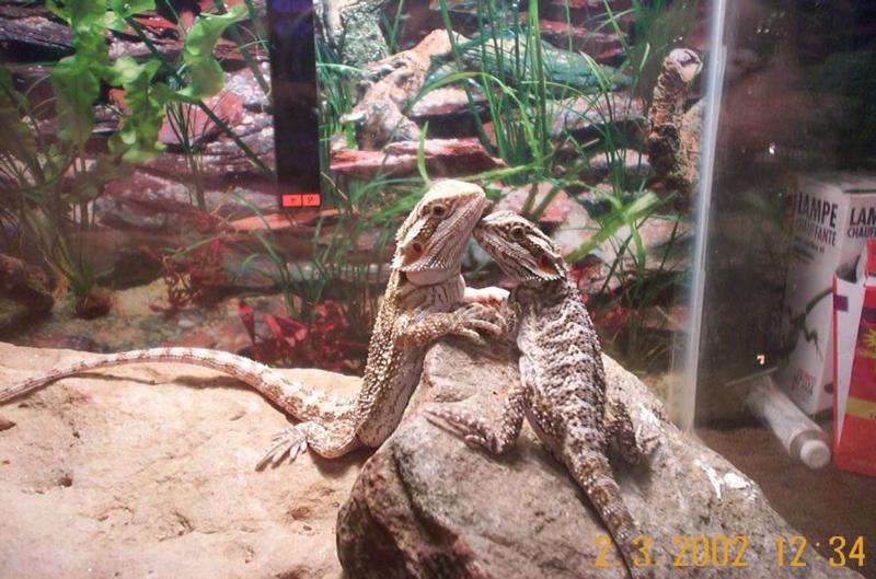 Dragon Kiss