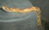 C.C.