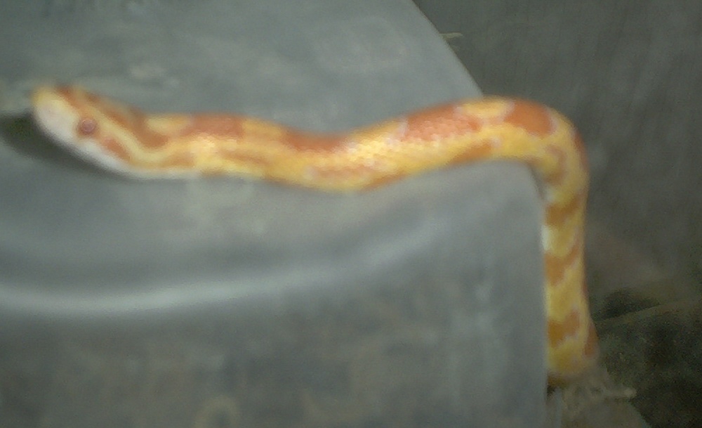 C.C.