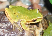 pac. treefrog
