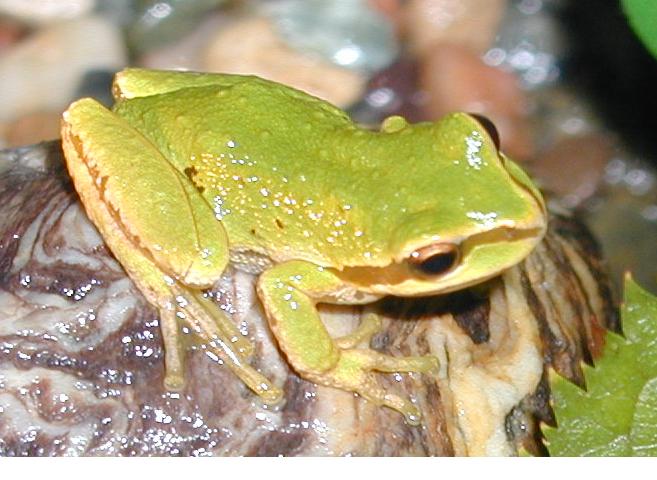 pac. treefrog