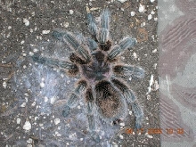After molt