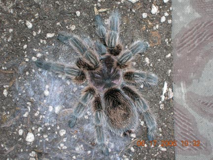 After molt