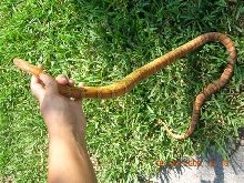 Dad's snake
