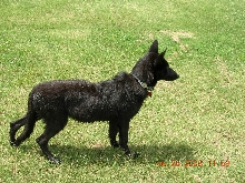 Side view of Midnight