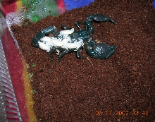 Scorpion had babies