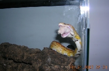 Backward corn
