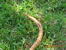 Dad's snake-3