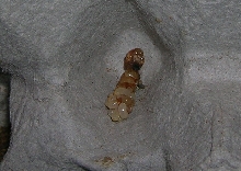 Dubia Blaptica