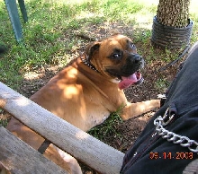 Bubba