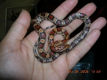 little okeetee-1