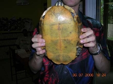 Under shell