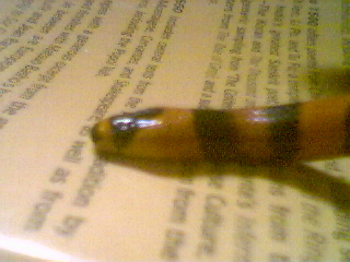eyeless honduran