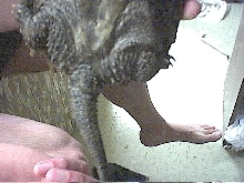 Sexing Alligator Snapper