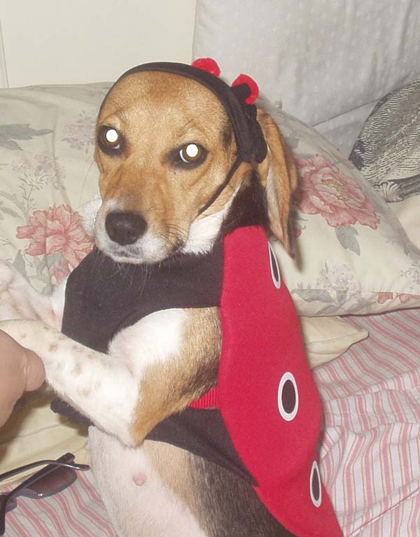 Ladybug Millie