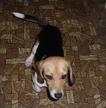 Millie