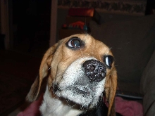Millie